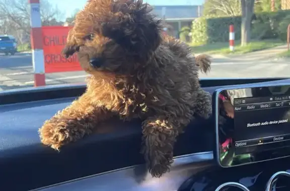 Lost Toy Poodle 