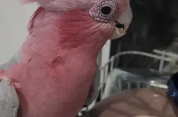 Lost Pink & Grey Galah in Quinns Rocks!