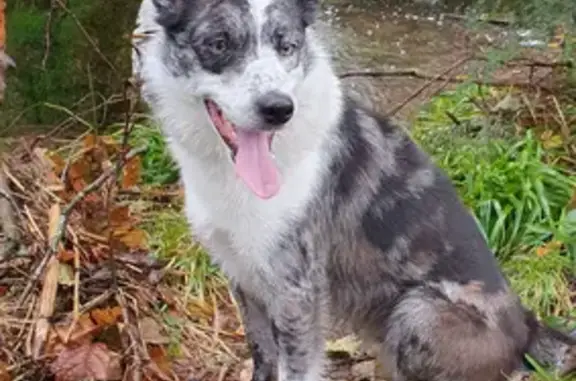 Animaux perdus Toul, photo: Alerte: Border Collie merle perdu