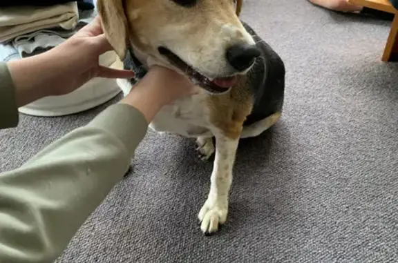 Found Beagle Buddy Near Museum - Help Home!