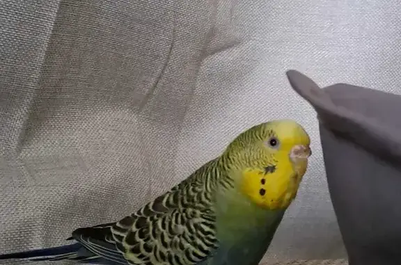 Lost Budgie Alert: Joojoo in West Torrens!