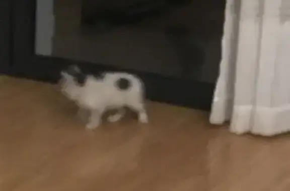 Chaton blanc/gris perdu à Hyères - photo
