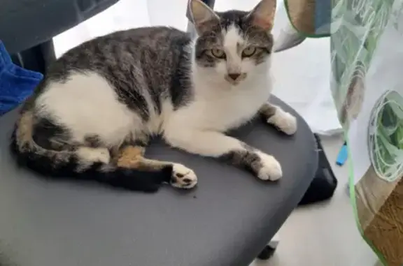 Animaux trouvés Nantes, photo: Chat perdu à Nantes, aidez-moi!