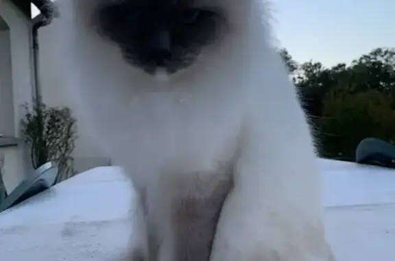 Chat perdu, Château-Renault, photo: Chatte birmane perdue à Château-Renault