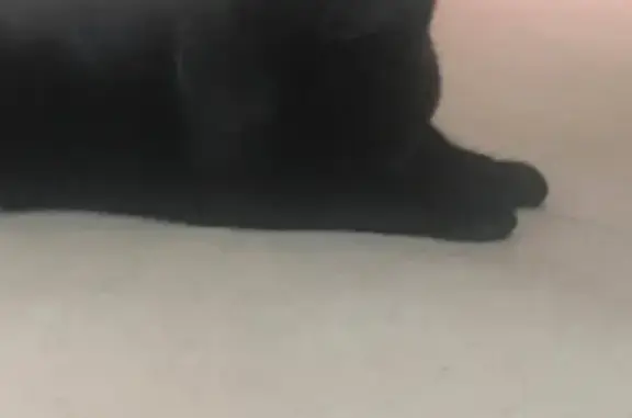 Chat perdu, , photo: Chat noir castré perdu - Caours