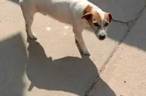 Lost Jack Russell in East-Lynne - Help Find Him!