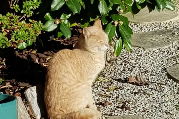 Animaux trouvés Saint-Pair-sur-Mer, photo: Chat doux trouvé à Saint-Pair
