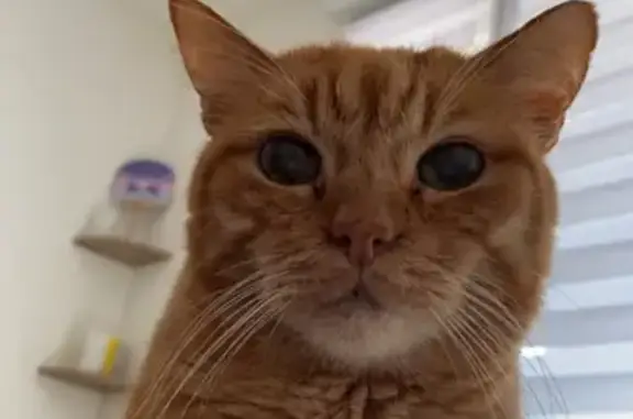 Chat perdu, Argenteuil, photo: Chat roux malade perdu à Argenteuil