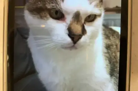 Animaux perdus Bonnelles, photo: Chat tigré perdu à Bonnelles