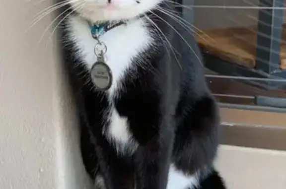 Lost Tuxedo Cat: 3 Dots on Nose - Western Cape