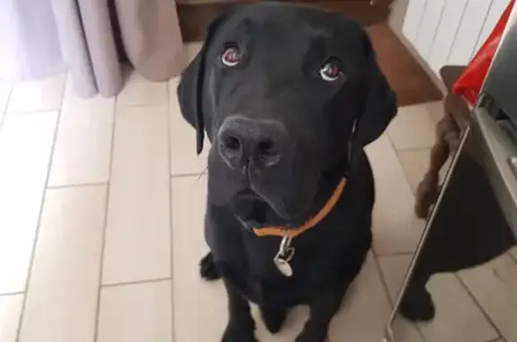 Chien perdu Issoudun, photo : Chien Sherlock disparu à Issoudun