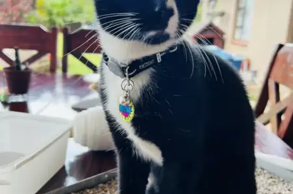 Lost Tuxedo Kitten Moose in Gauteng - Help!