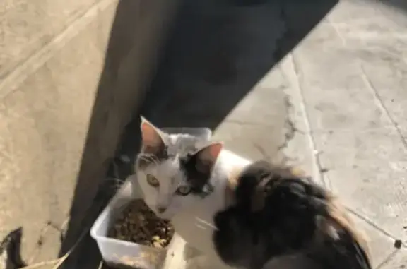 Chaton tricolore trouvé à Grenade - photo