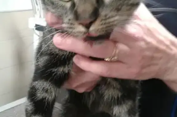 Chatte blessée trouvée à Troyes - photo