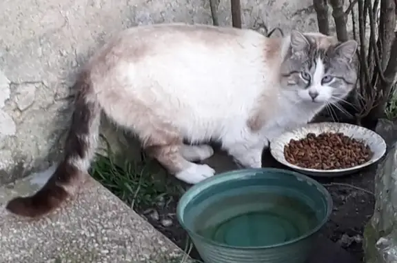 Chat mâle perdu, yeux bleus - photo