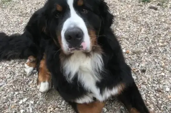 Animaux perdus Oulins, photo: Alerte: Bouvier Bernois perdu - SPOOK