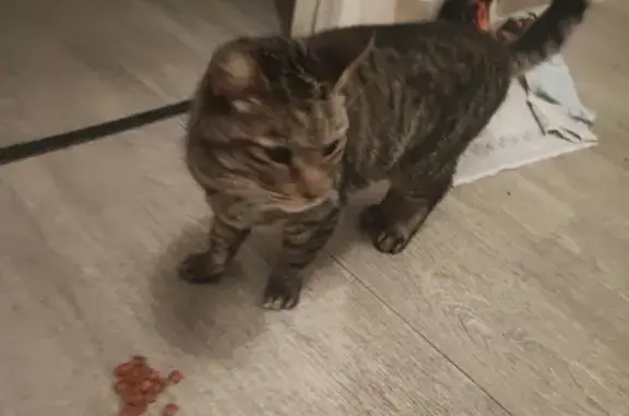 Chat trouvé Domérat, photo: Chat sociable trouvé à Domérat