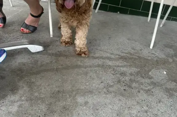 Found Dog in Canterbury-Bankstown - Help!