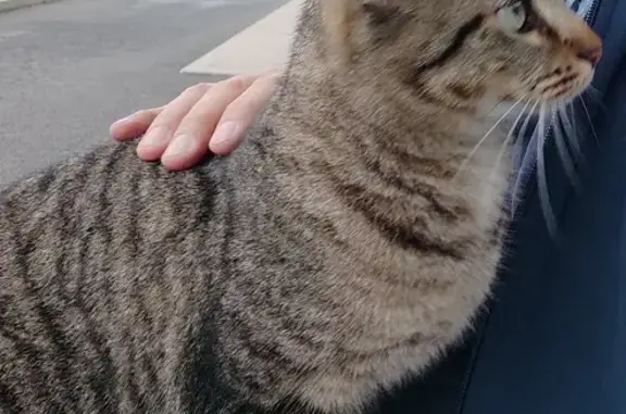 Chat retrouvé à Viry-Châtillon - photo