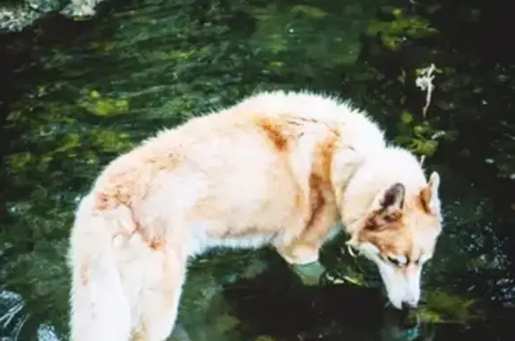 Animaux perdus Blagnac, photo: Chien âgé perdu à Blagnac
