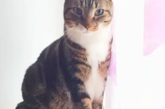Chat perdu, Nanterre, photo: Chat tigré blanc perdu à Nanterre
