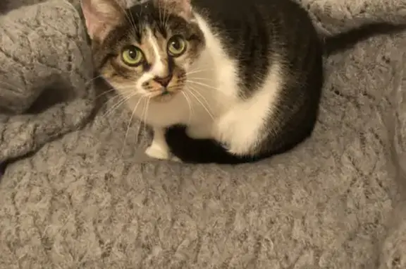 Chatte enceinte trouvée, docile - photo
