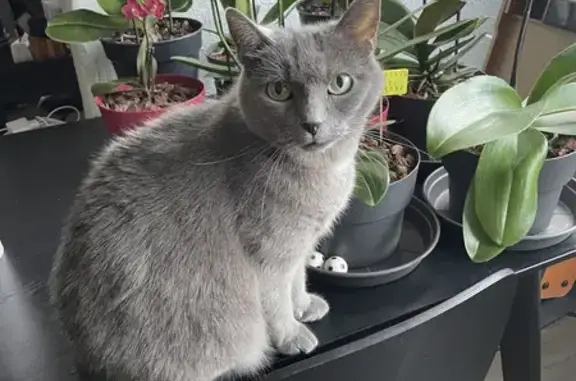 Chat perdu, Royan, photo: Chatte Chartreux perdue à Royan