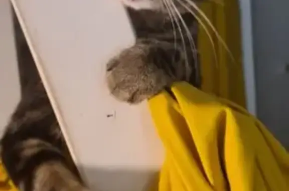 Chat perdu, Sartrouville, photo: Chat Zee perdu à Sartrouville
