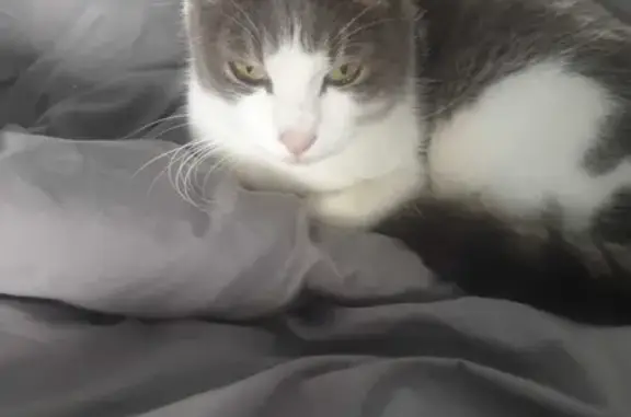 Chat gris-blanc trouvé à Bassens - photo