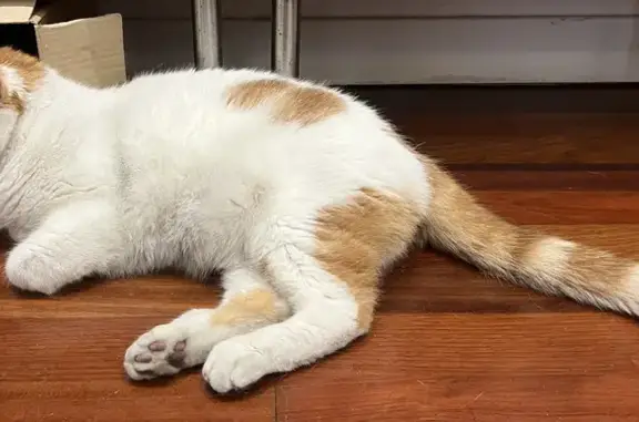 Chat roux et blanc perdu à Paris - photo