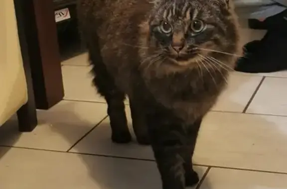 Chatte perdue câline trouvée - photo