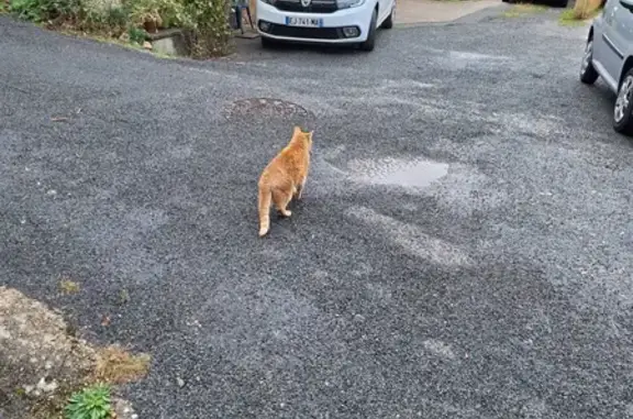 Animaux perdus Soucieu-en-Jarrest, photo: Chat roux âgé perdu à Soucieu