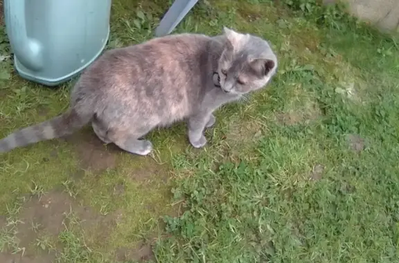 Chatte grise perdue à Flers - photo