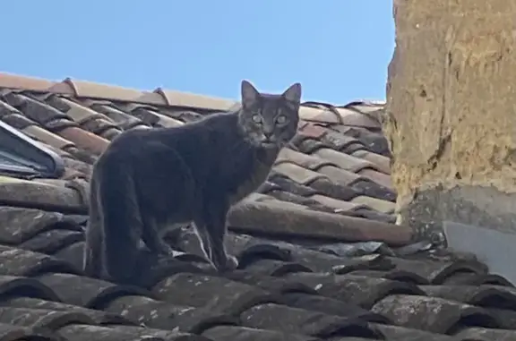 Chat errant sur toit à Bordeaux - photo