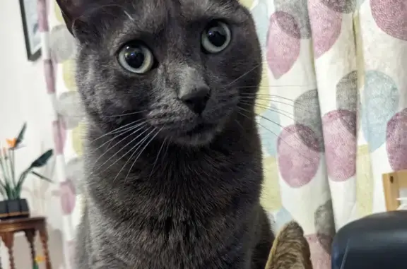 Help Find Murphy: Lost Russian Blue Cat!