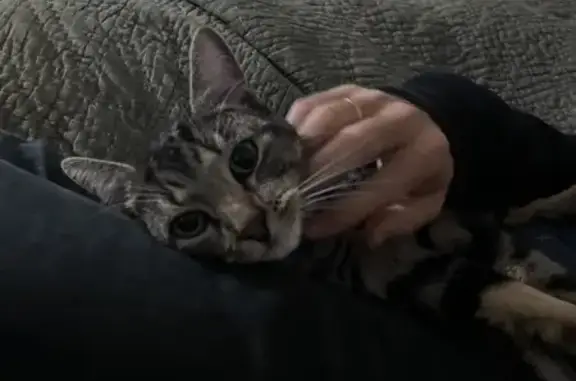 Chat retrouvé et soigné à Bouray - photo