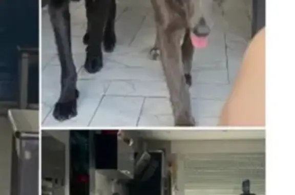 Chien perdu , photo : Chien loup peureux disparu