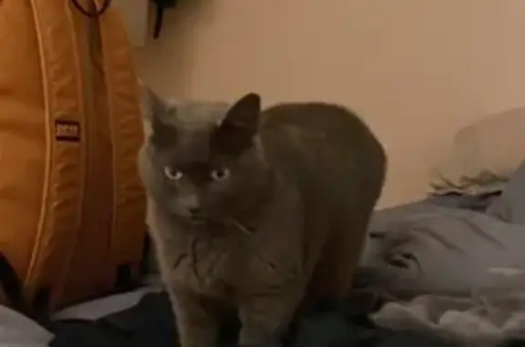 Chat perdu, Sainte-Gemmes-sur-Loire, photo: Chat gris aux yeux verts perdu