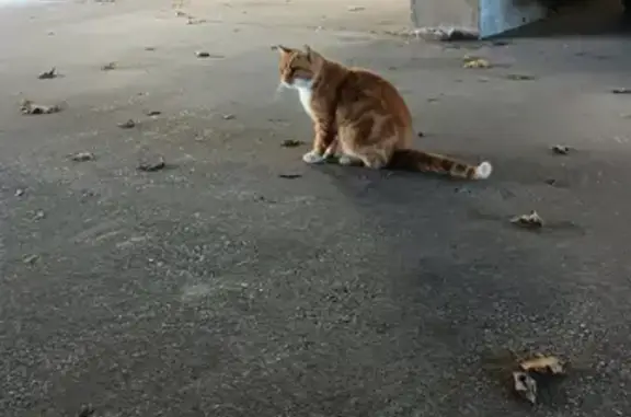Chat perdu retrouvé à Angoulême - photo