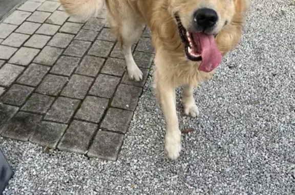 Chien affectueux trouvé à Cléry - photo