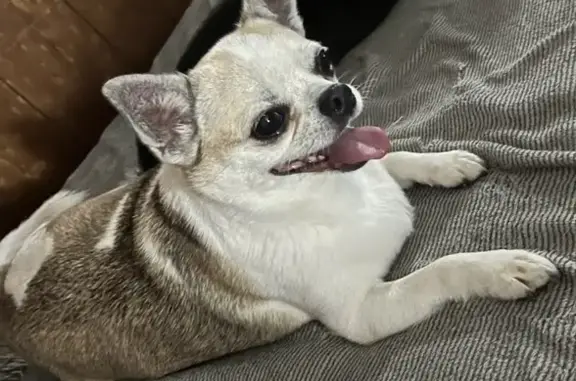 Help Find Yuan Yuan: Lost Chihuahua in Lidcombe