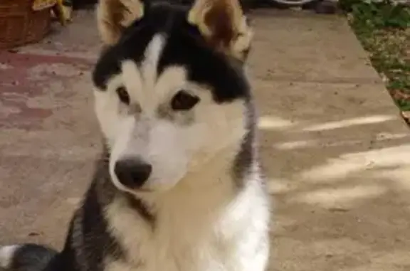 Animaux perdus Quincy-sous-Sénart, photo: Alerte: Husky tricolore perdu!