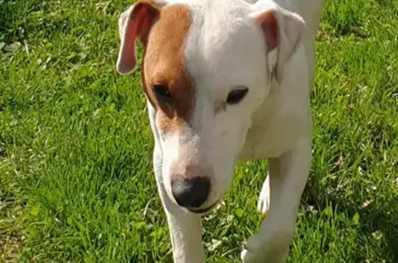 Animaux perdus , photo: Jack Russell de 6 ans perdu