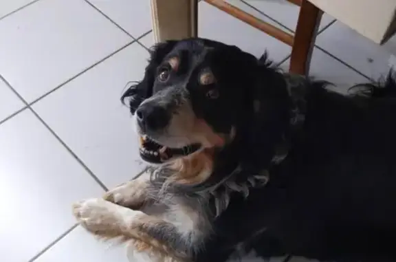 Animaux perdus , photo: Gaspard, chien croisé perdu