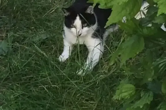 Chat perdu, Thonon-les-Bains, photo: Avis de recherche: Cachou