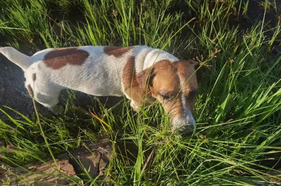 Lost Jack Russell - Short Tail near R53! Help!