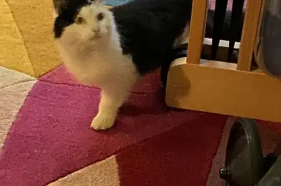 Chat retrouvé en cave à Loos - photo