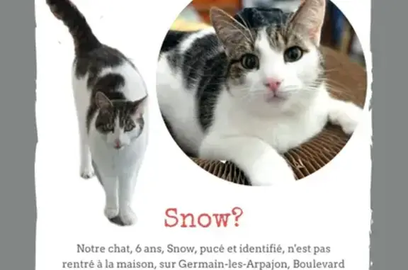 Chat perdu, Saint-Germain-lès-Arpajon, photo: Chat blanc tacheté perdu