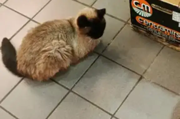 Chat siamois âgé trouvé à Besançon - photo