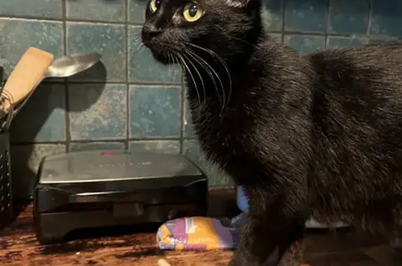Chatte noire trouvée à Montreuil - photo